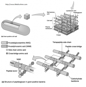Structure of Gram Positive Bacterial Cell Wall